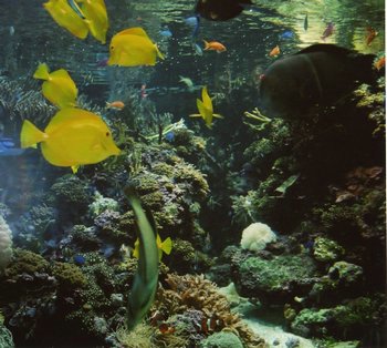 gal/Kirandulasok 2005 ben es korabban/Amerikai akvarium.jpg
